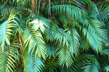 15 PARLOR PALM Neanthe Bella Palm Chamaedorea Elegans Tree Houseplant Seeds